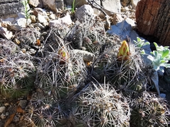 Coryphantha nickelsiae