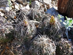 Coryphantha nickelsiae