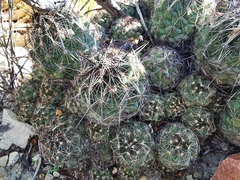 Coryphantha nickelsiae