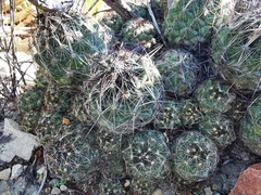 Coryphantha nickelsiae