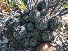 Coryphantha nickelsiae