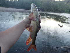 Moxostoma macrolepidotum