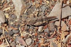 Trimerotropis occidentiloides