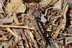 Trimerotropis occidentiloides