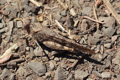 Trimerotropis occidentiloides