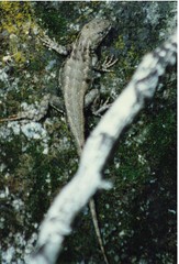 Sceloporus graciosus gracilis