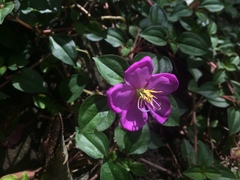 Heterotis rotundifolia