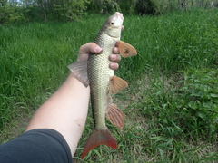 Moxostoma macrolepidotum