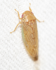 Polana quadrinotata