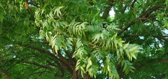 Pistacia chinensis