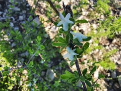 Citharexylum brachyanthum