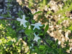 Citharexylum brachyanthum