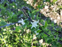 Citharexylum brachyanthum