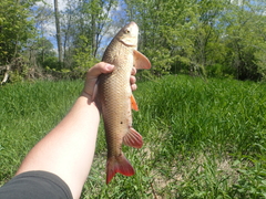 Moxostoma macrolepidotum