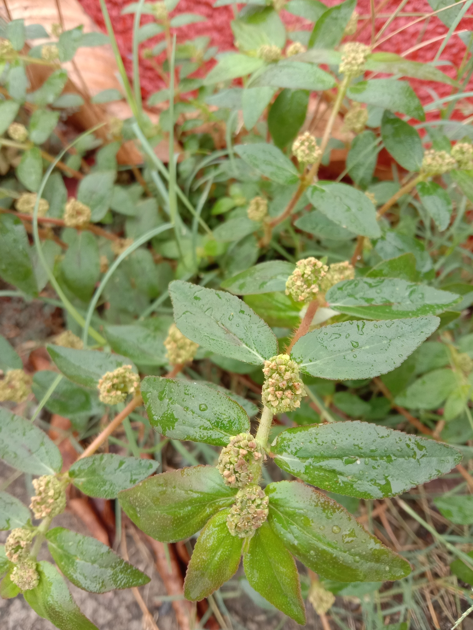 Euphorbia Hirta Pha Tad Ke Botanical Garden 44 Off