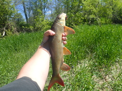 Moxostoma macrolepidotum