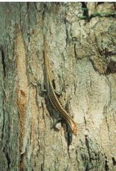 Cryptoblepharus poecilopleurus