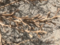 Cakile edentula harperi