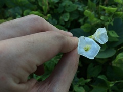 Distimake quinquefolius