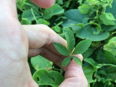 Distimake quinquefolius