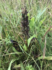 Dactylorhiza incarnata cruenta