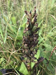Dactylorhiza incarnata cruenta