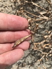 Cakile edentula harperi