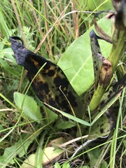 Dactylorhiza incarnata cruenta