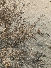 Cakile edentula harperi