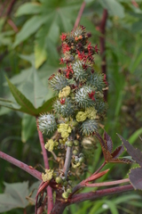 Ricinus communis