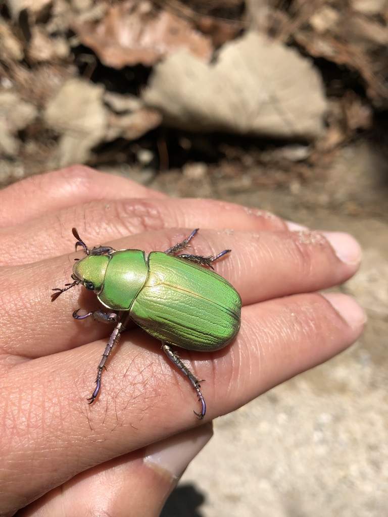 Chrysina nogueirai