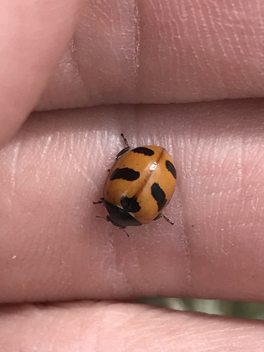 Mountain Lady Beetle photo 4