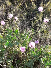 Cristaria glaucophylla