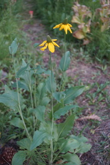 Rudbeckia californica