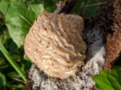 Hypomyces tremellicola