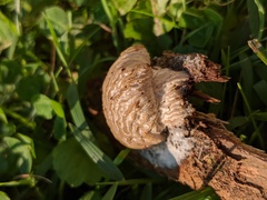 Hypomyces tremellicola