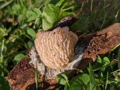 Hypomyces tremellicola