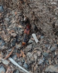 Platydracus cinnamopterus