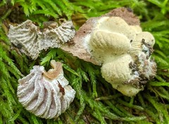 Hypomyces tremellicola