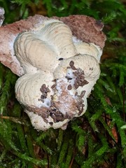 Hypomyces tremellicola