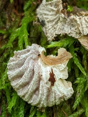 Hypomyces tremellicola