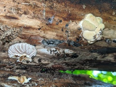 Hypomyces tremellicola