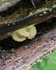 Hypomyces tremellicola