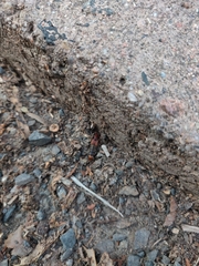 Platydracus cinnamopterus
