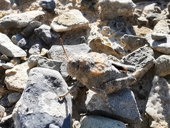 Phrynotettix robertsi