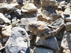 Phrynotettix robertsi