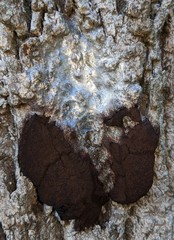 Symphytocarpus