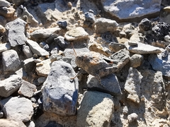 Phrynotettix robertsi