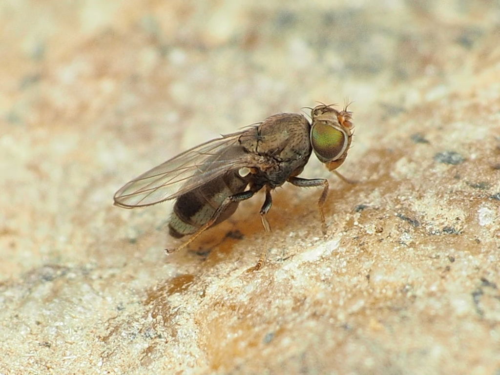 Discocerinini