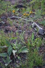 Arnica nevadensis